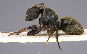 Media type: image;   Entomology 17008 Aspect: habitus lateral view